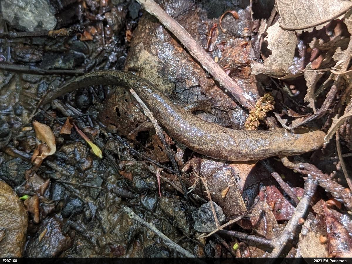 Northern Dusky Salamander