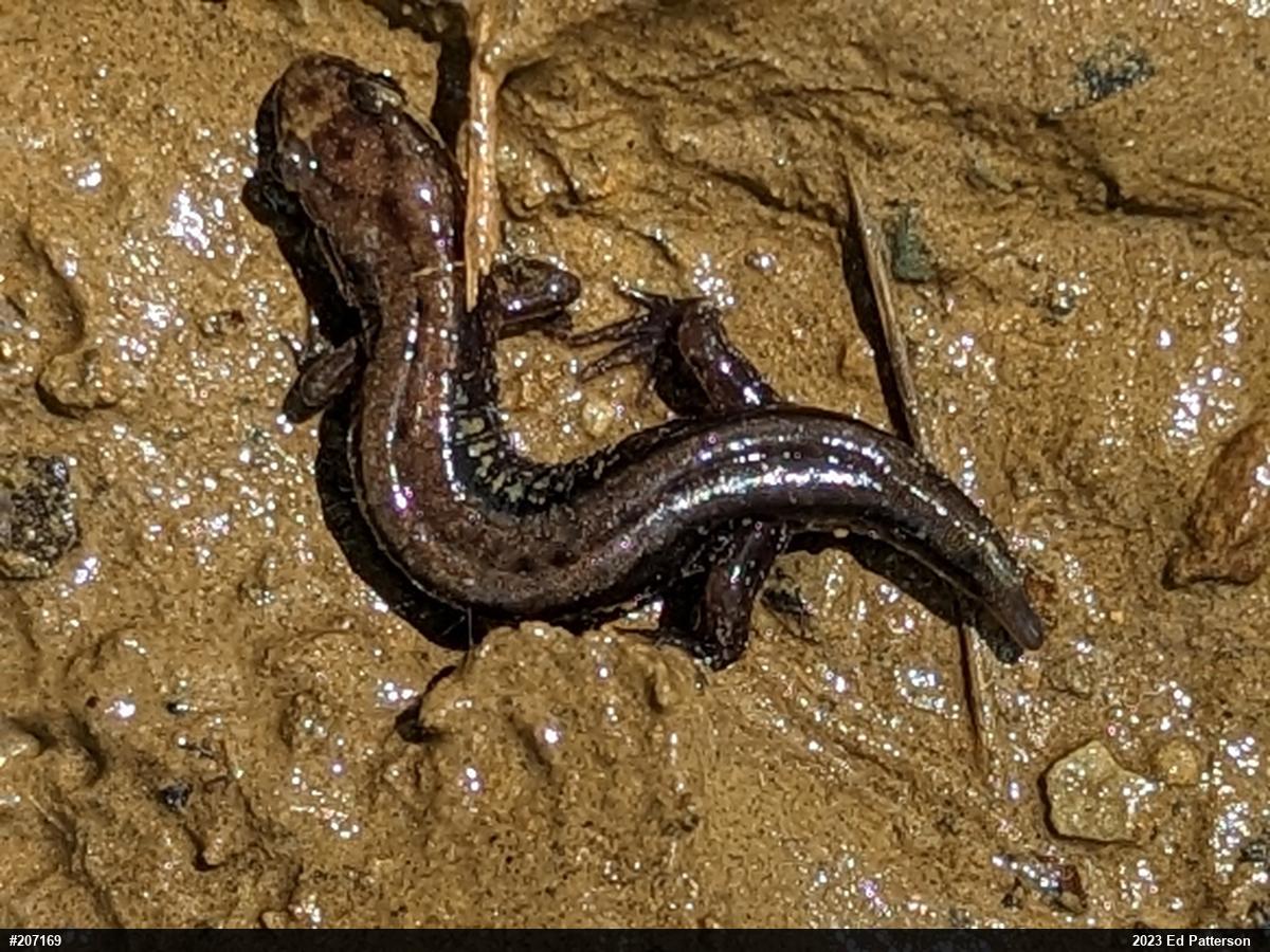 Allegheny Mountain Dusky Salamander