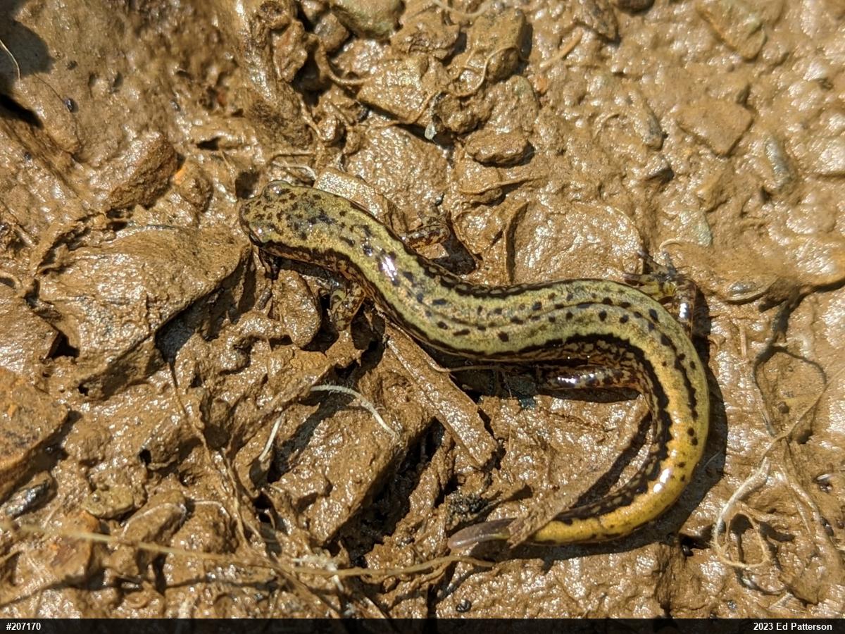 Northern Two-lined Salamander