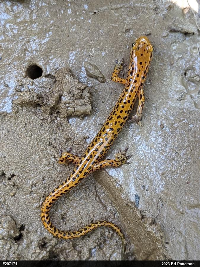 Eastern Long-tailed Salamander