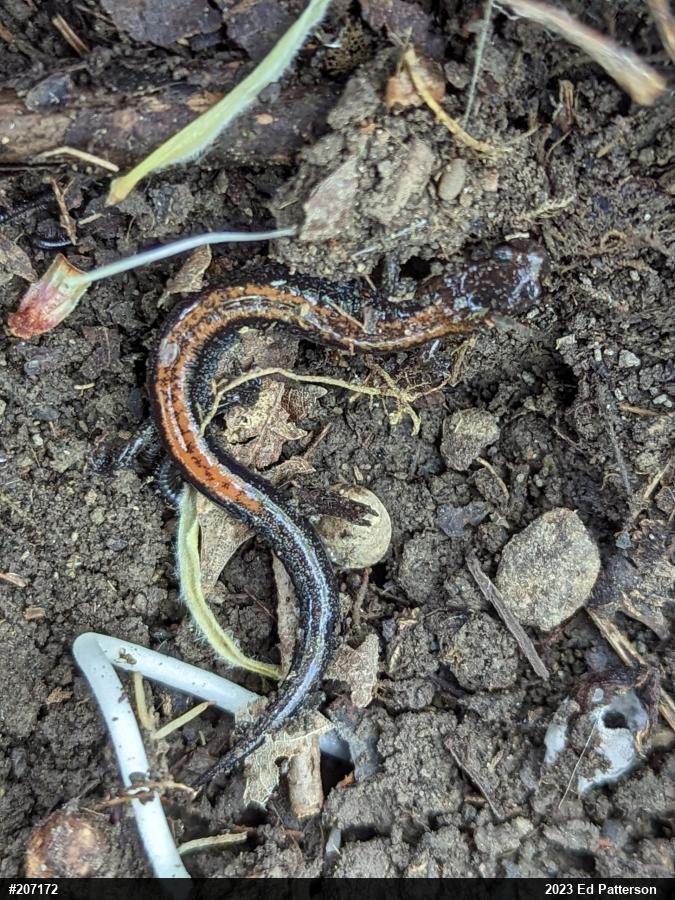 Eastern Red-backed  Salamander