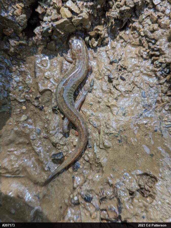 Northern Dusky Salamander