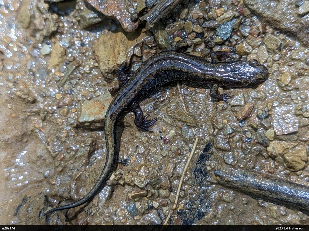 Allegheny Mountain Dusky Salamander