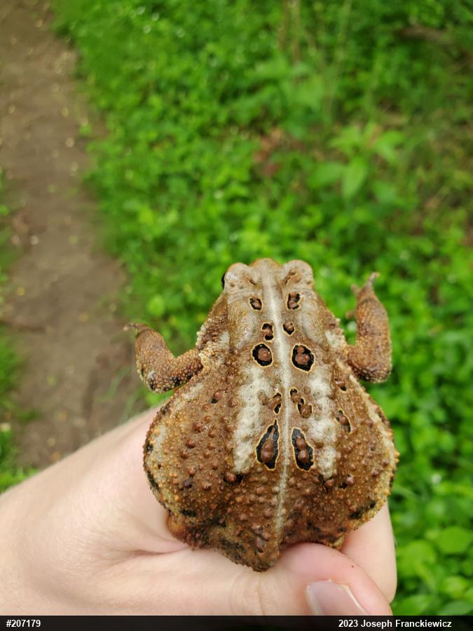 Eastern American Toad