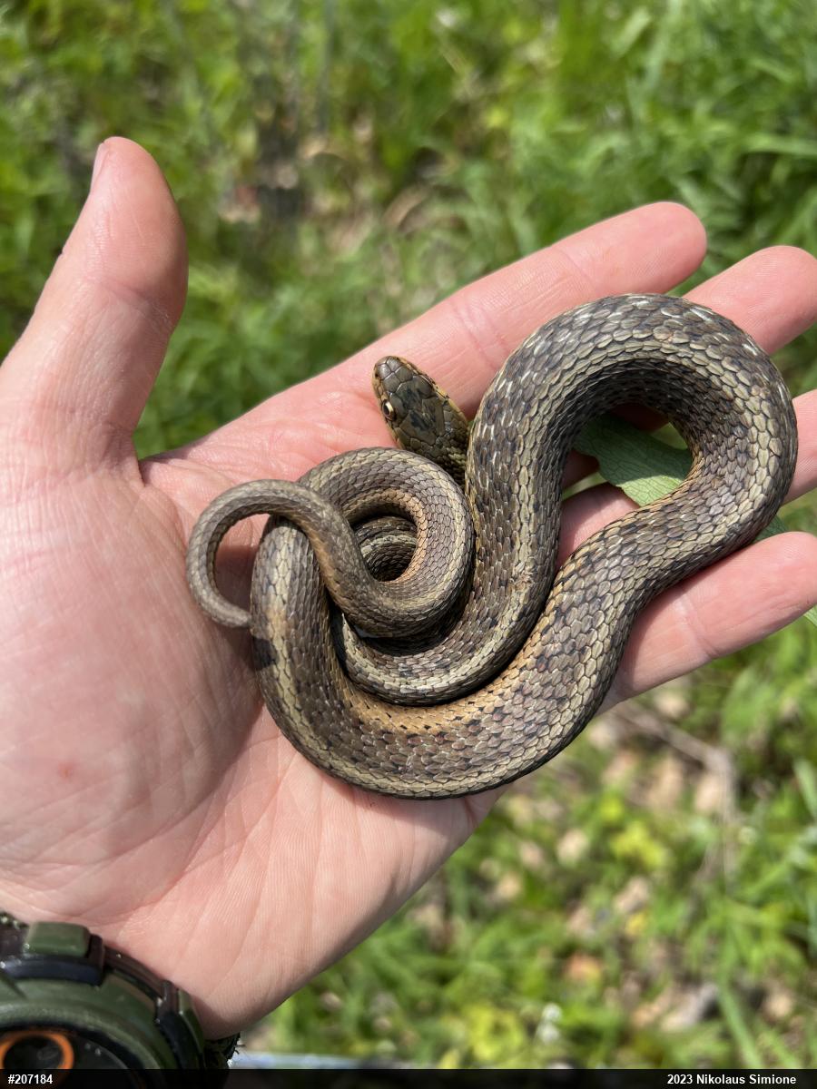Eastern Gartersnake