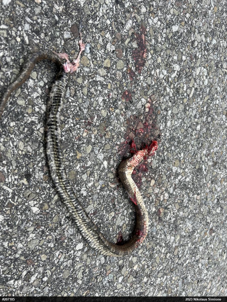 Northern Watersnake