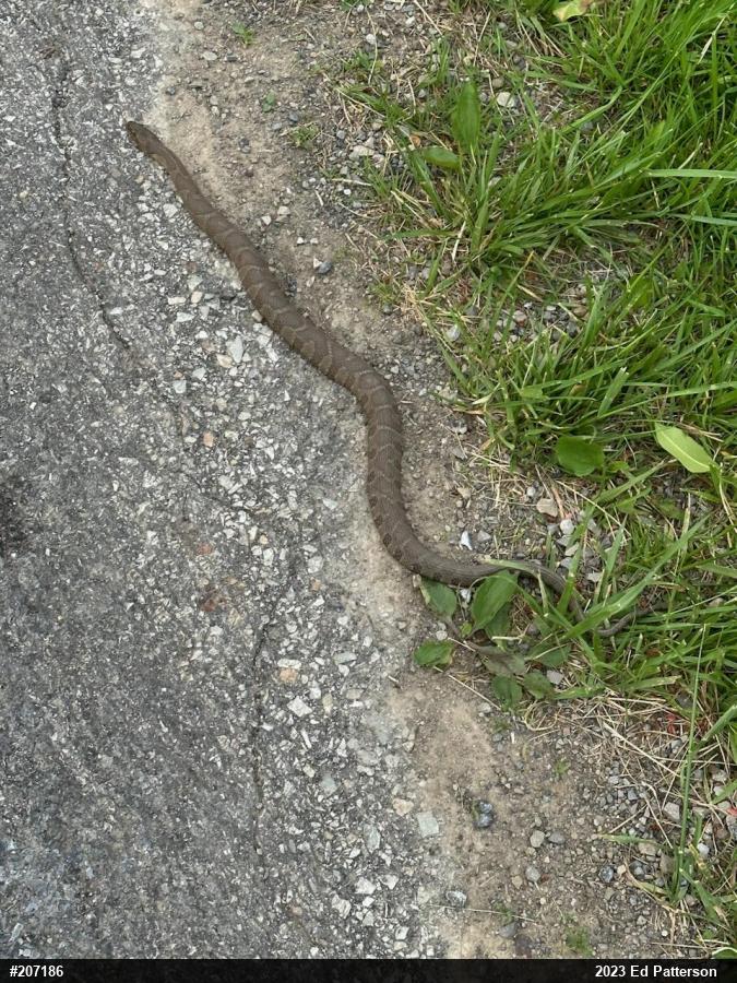 Northern Watersnake