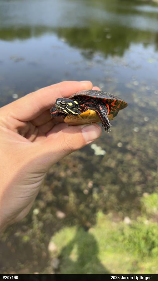 Painted Turtle