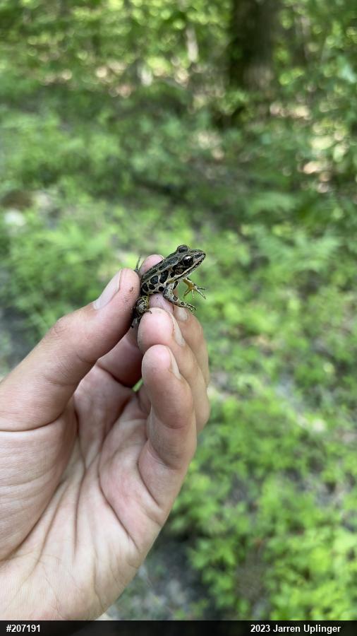 Pickerel Frog