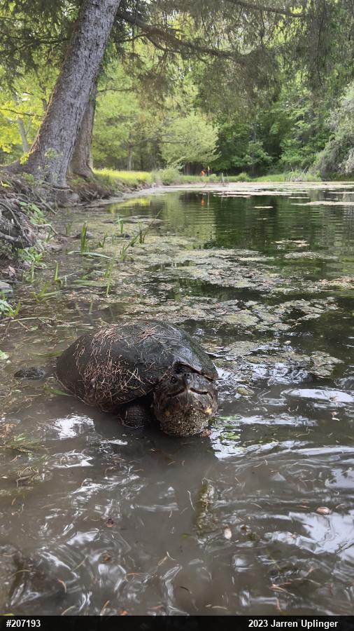Snapping Turtle