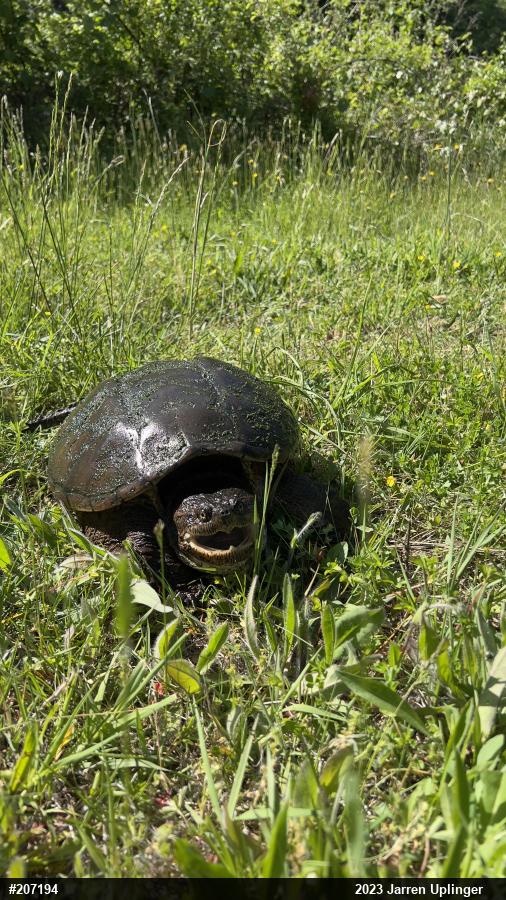 Snapping Turtle