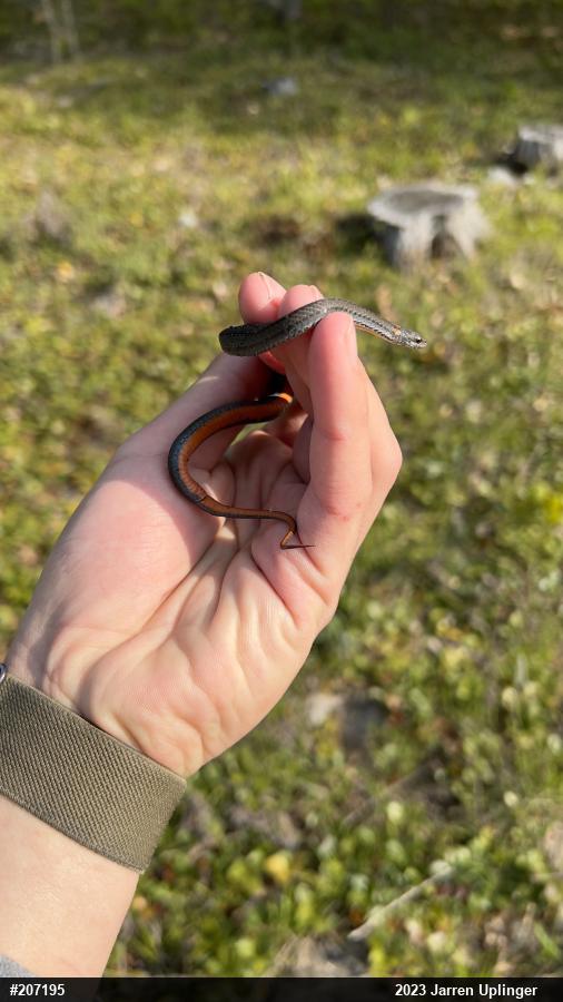 Red-bellied Snake