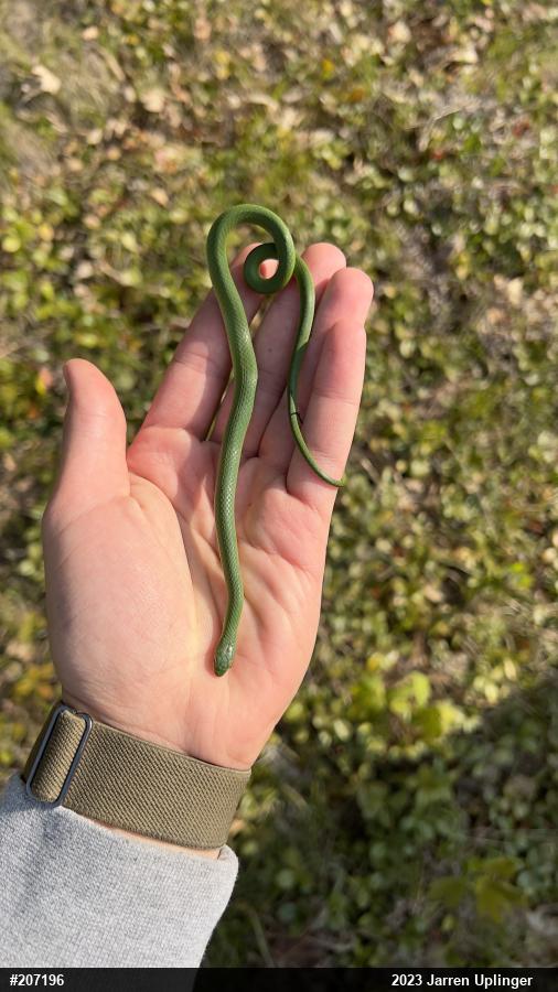 Smooth Greensnake
