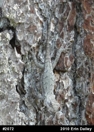 Eastern Fence Lizard