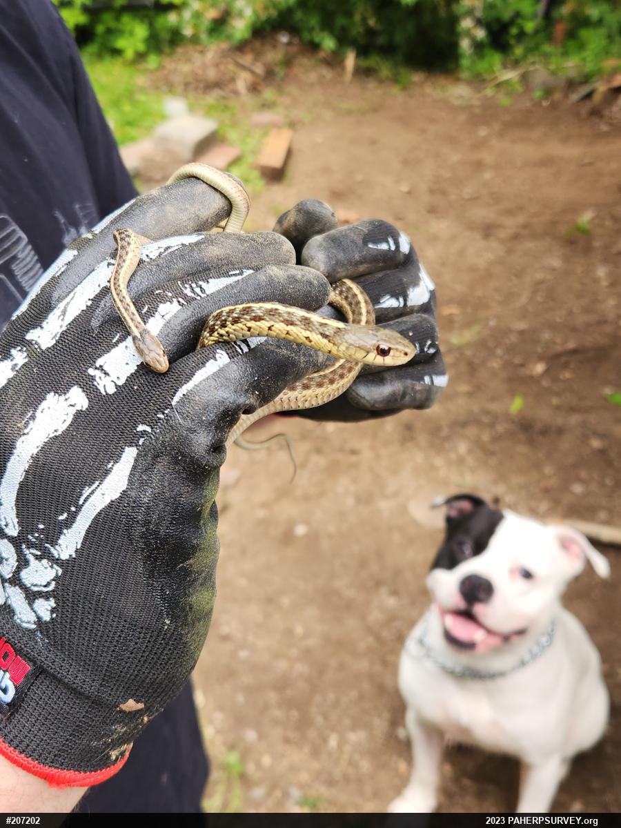 Eastern Gartersnake
