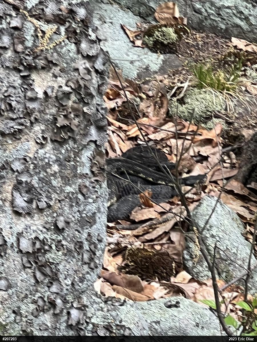 Timber Rattlesnake