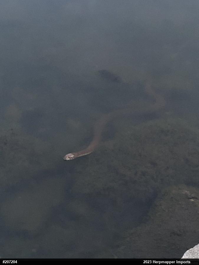 Northern Watersnake