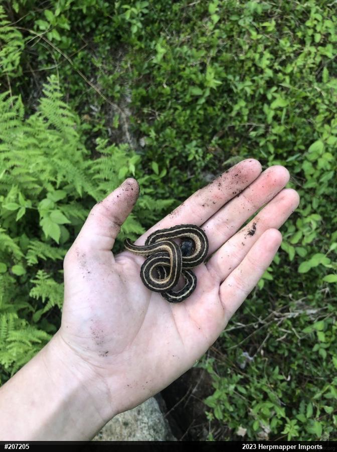 Eastern Gartersnake