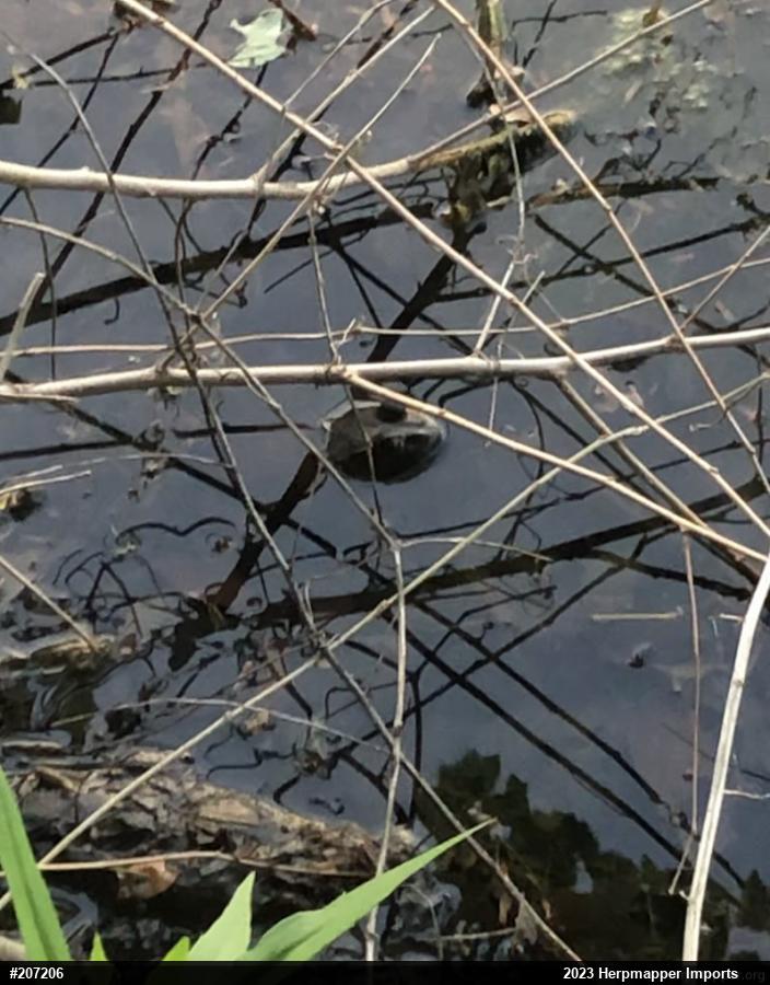 American Bullfrog