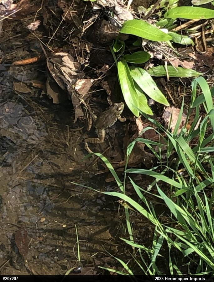 Green Frog