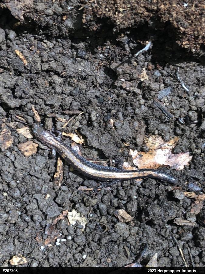 Eastern Red-backed  Salamander