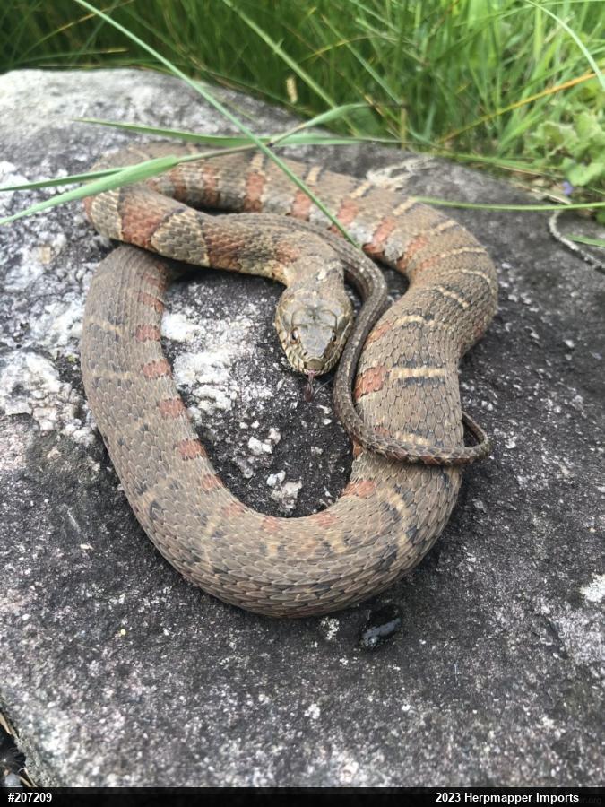 Northern Watersnake