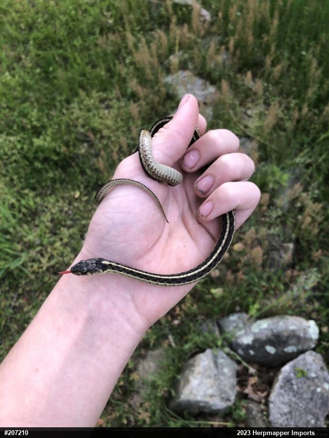 Eastern Gartersnake