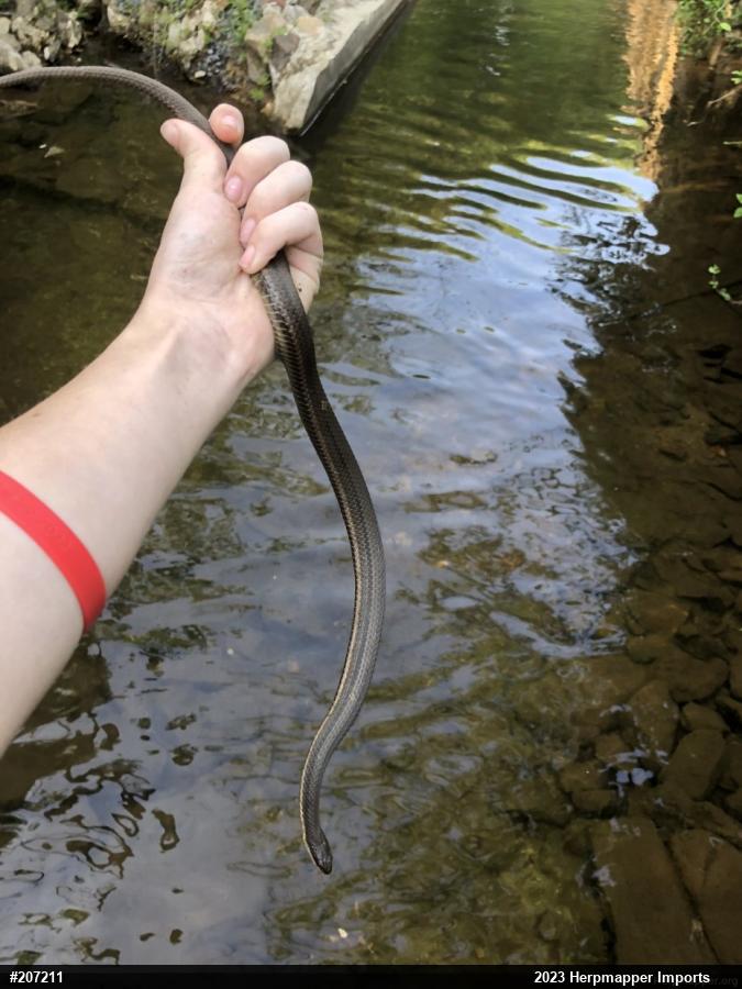 Queensnake