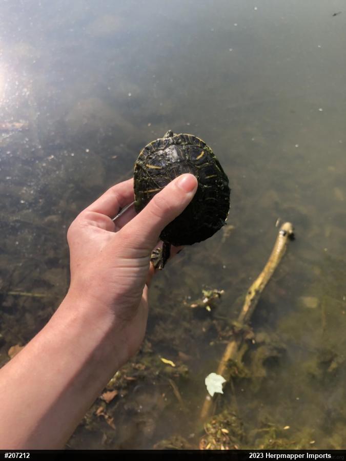 Red-eared Slider