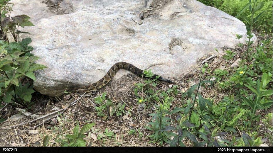Timber Rattlesnake