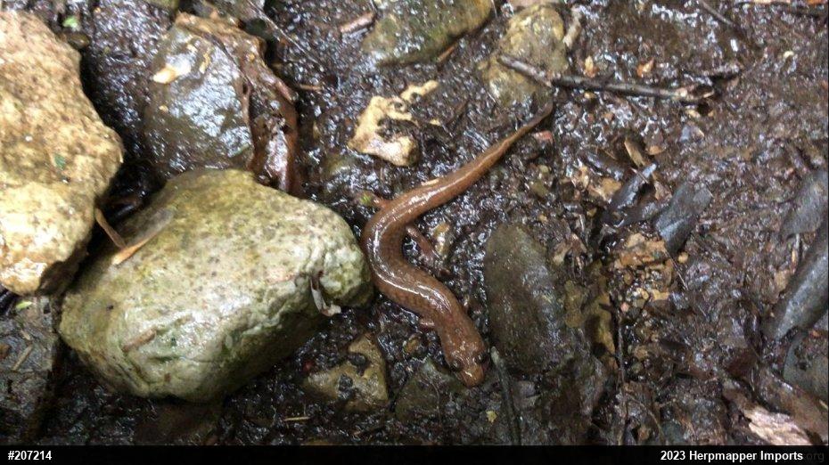 Northern Spring Salamander