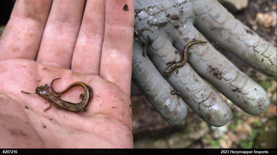 Northern Two-lined Salamander