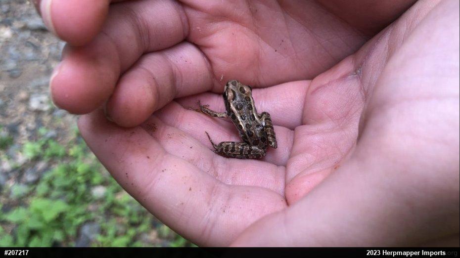 Pickerel Frog