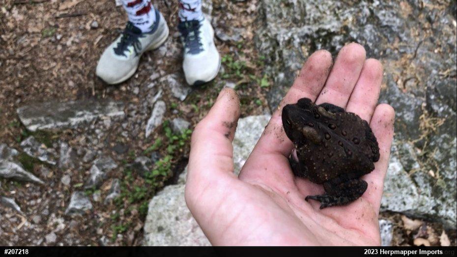 Eastern American Toad