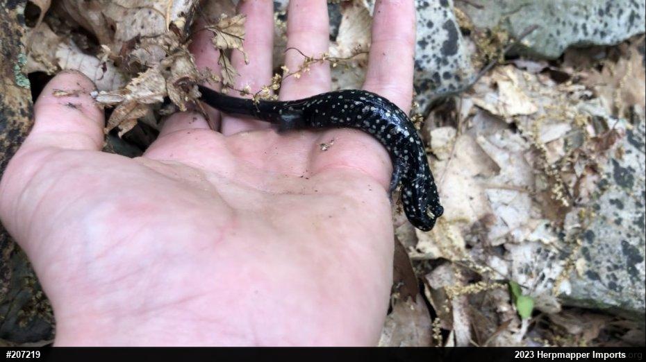 Northern Slimy Salamander
