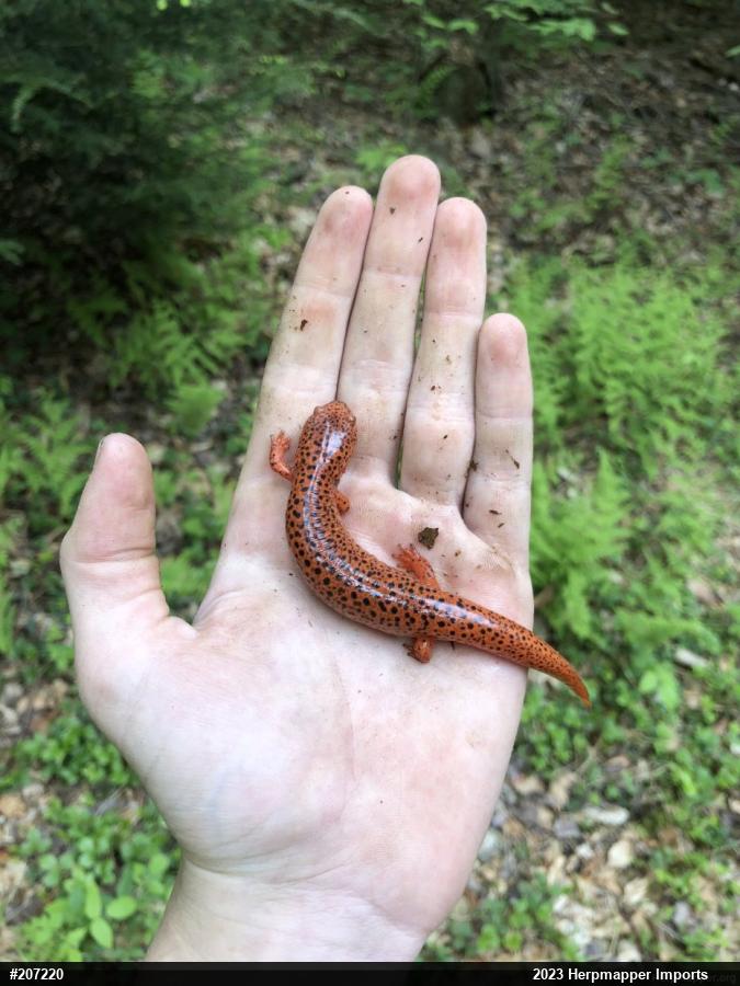 Northern Red Salamander