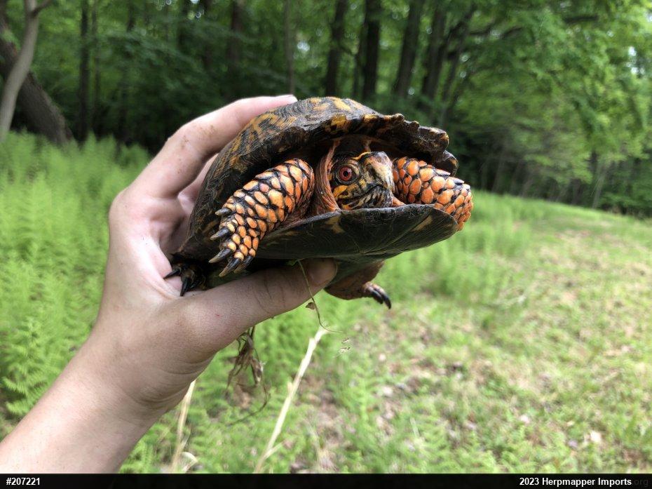 Eastern Box Turtle