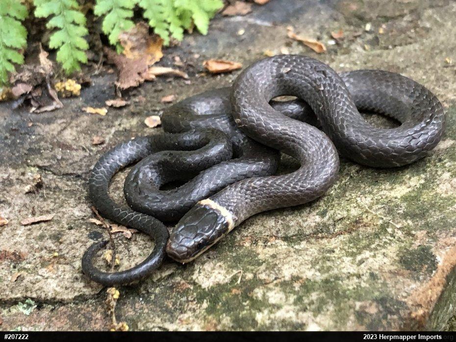 Northern Ring-necked Snake