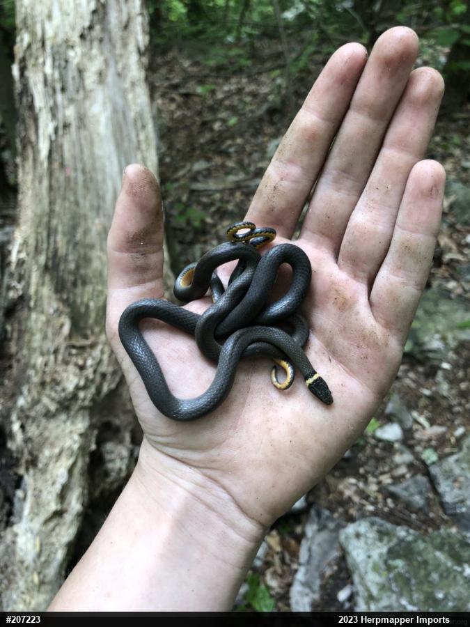 Northern Ring-necked Snake