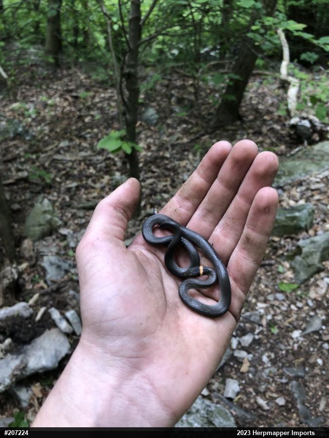 Northern Ring-necked Snake