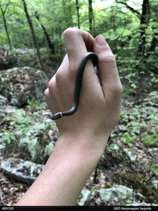 Northern Ring-necked Snake