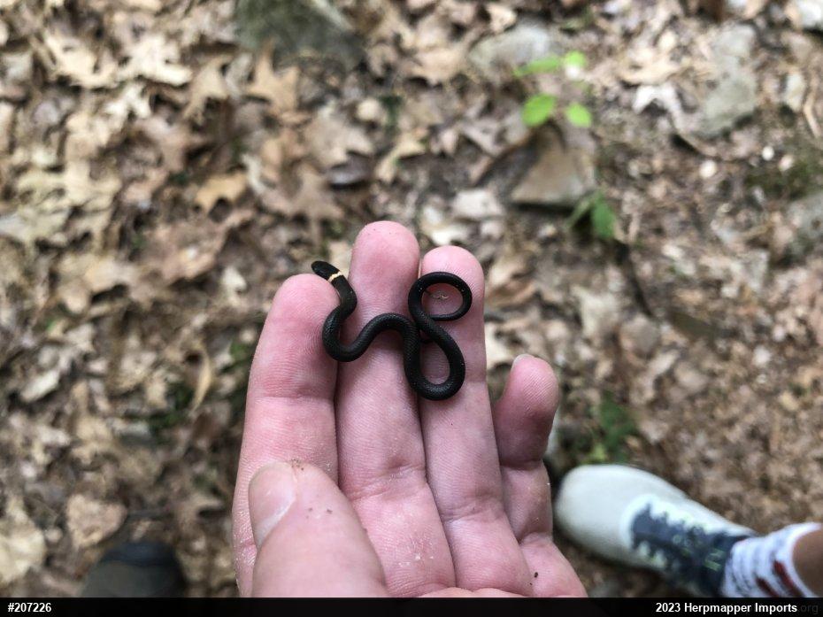 Northern Ring-necked Snake