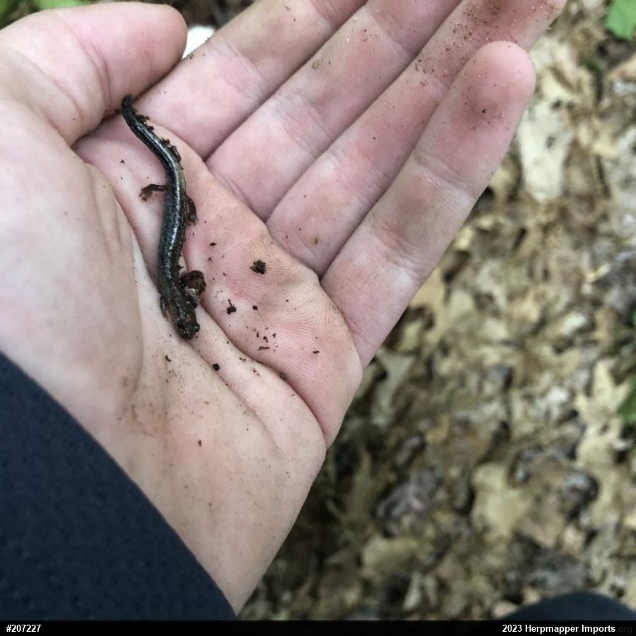 Eastern Red-backed  Salamander