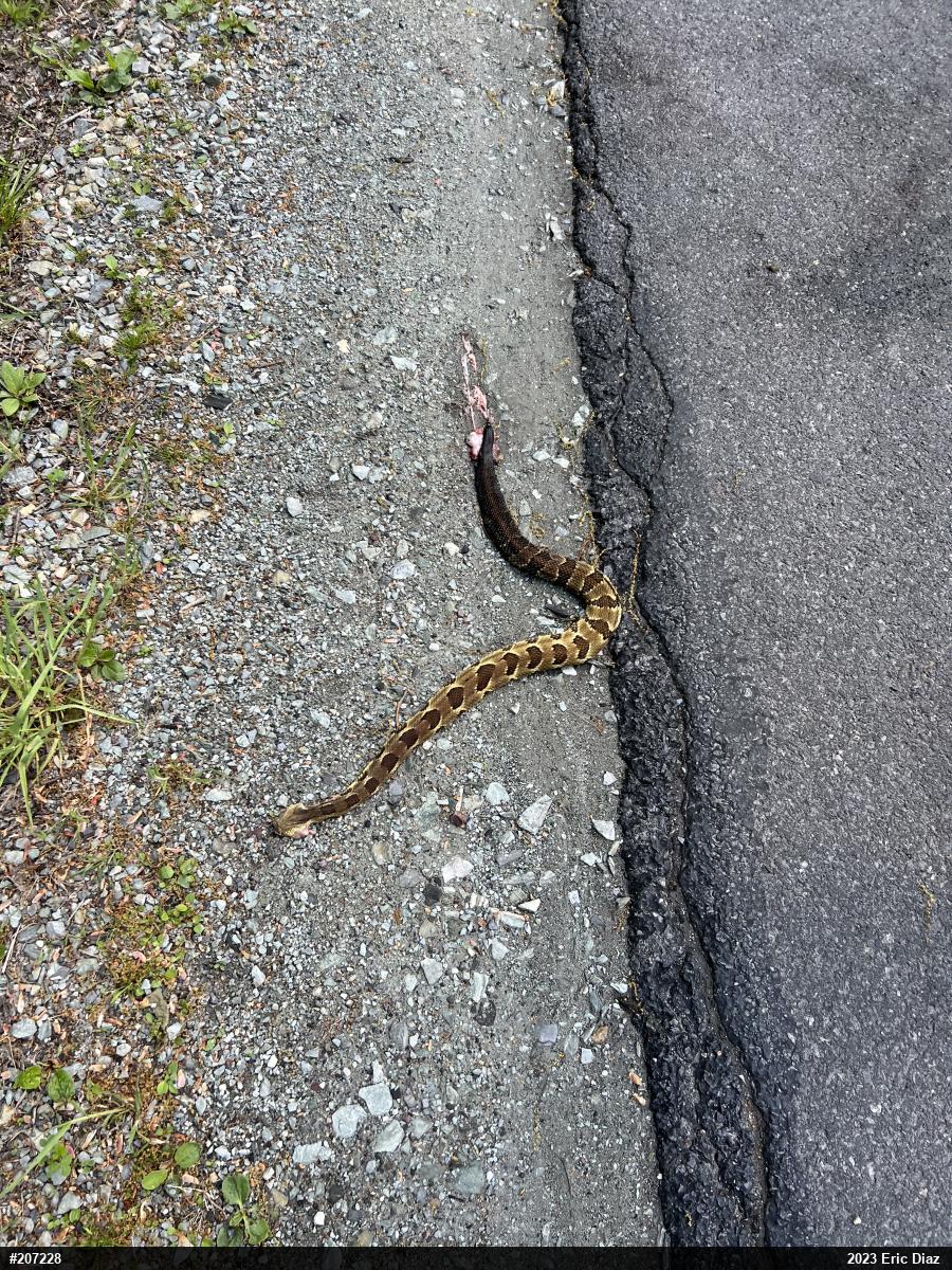 Timber Rattlesnake