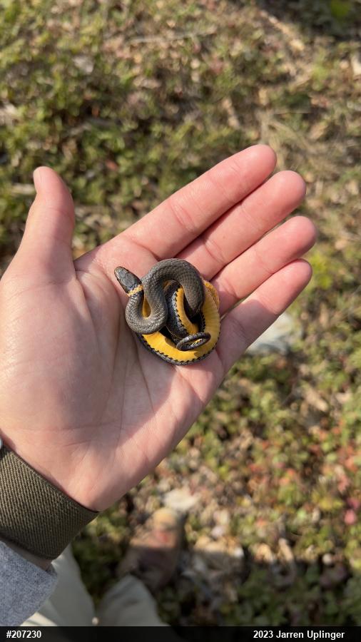 Northern Ring-necked Snake