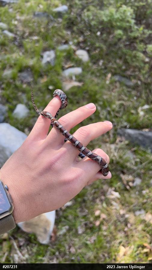 Eastern Milksnake