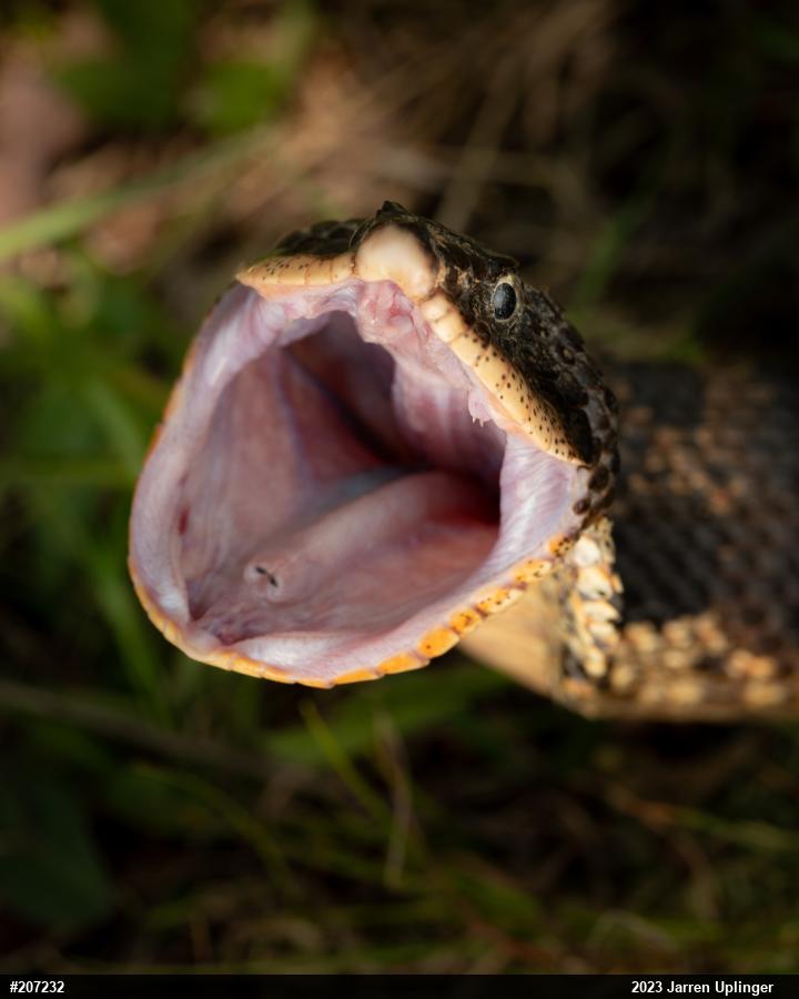Eastern Hog-nosed Snake