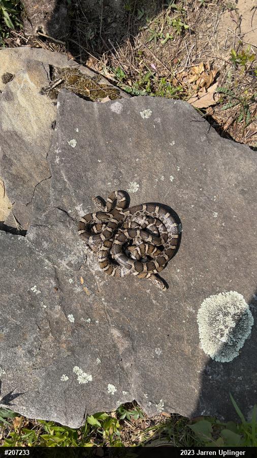 Eastern Milksnake