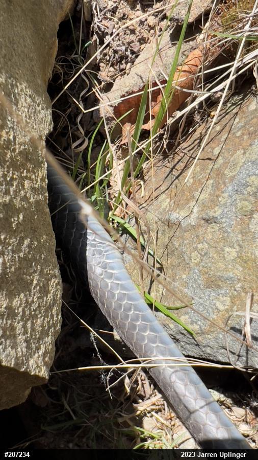 Northern Black Racer