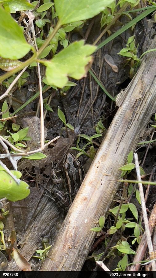 Pickerel Frog